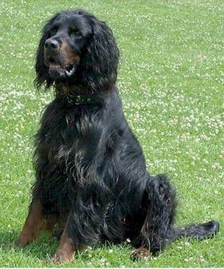 Gordon Setter