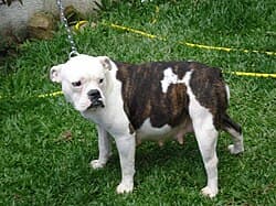 Serrano Bulldog
