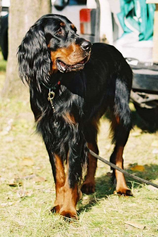 Gordon Setter
