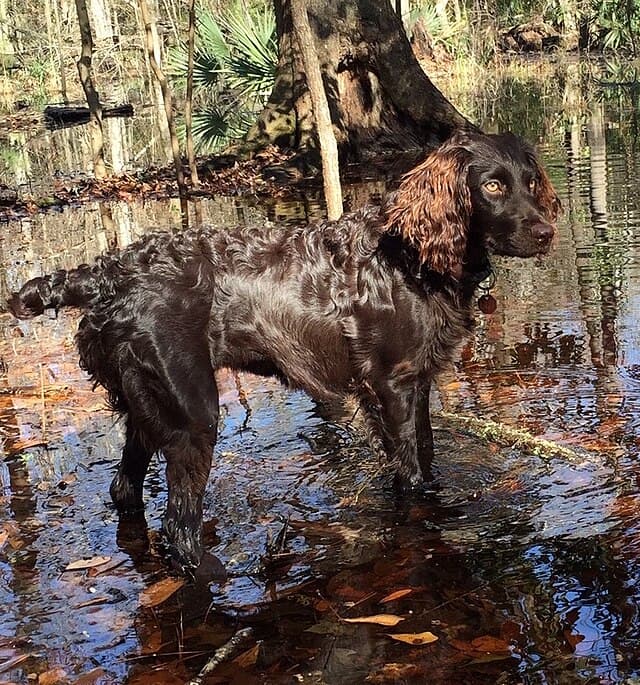 Boykin Spaniel flushing.