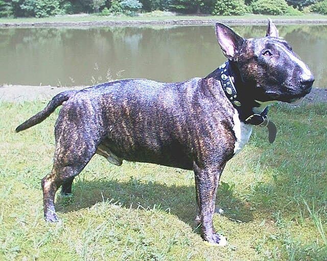 A brindle Bull Terrier showing head profile, triangular eyes, robust and very muscular body