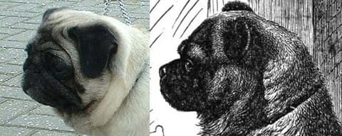 Comparison of Pug head 2003 (left) and 19th century (right)