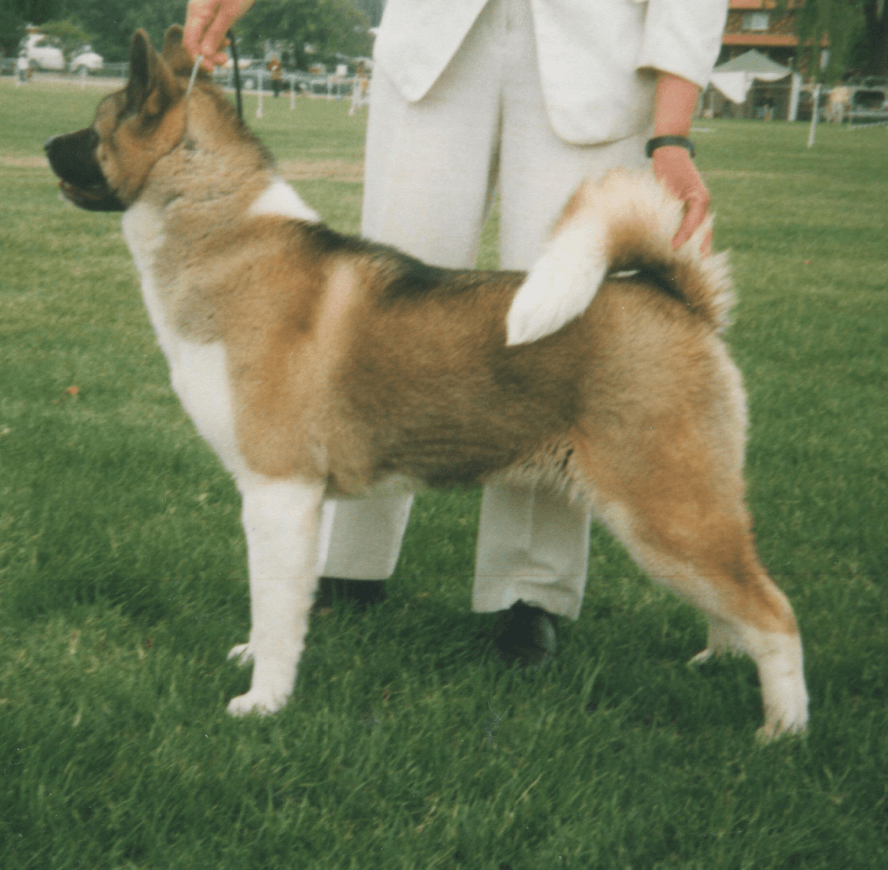 A female American Akita