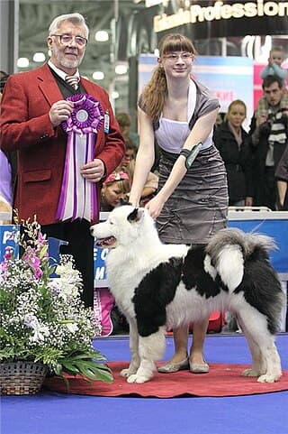 Arcturus North Star – Champion of Russia, Eurasia, RKF, National Club Winner Yakutian Laika