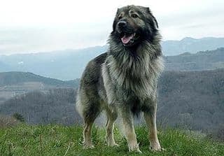 Photo of a Karst Shepherd Dog