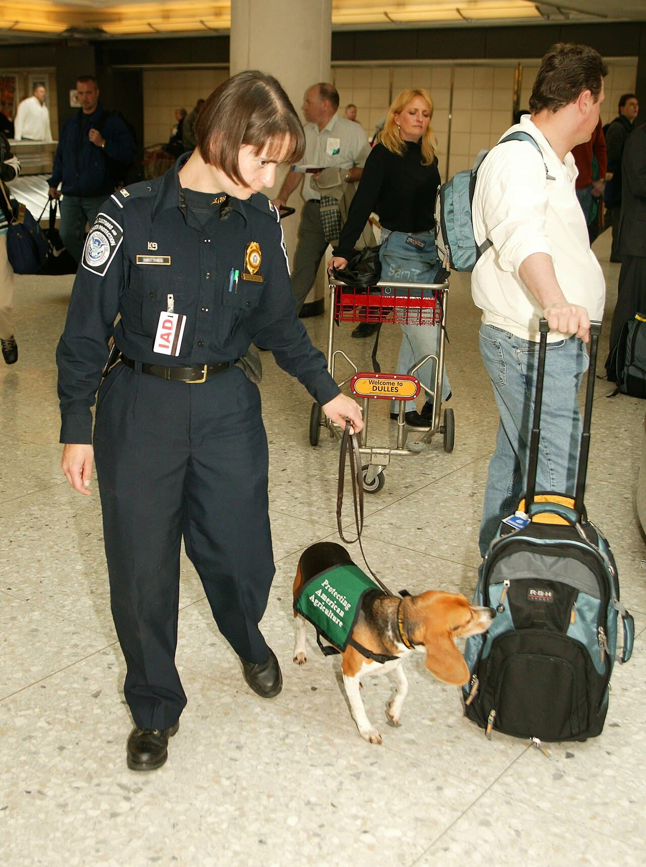 Beagles have excellent noses; this dog is employed by the US Customs and Border Protection Agency.