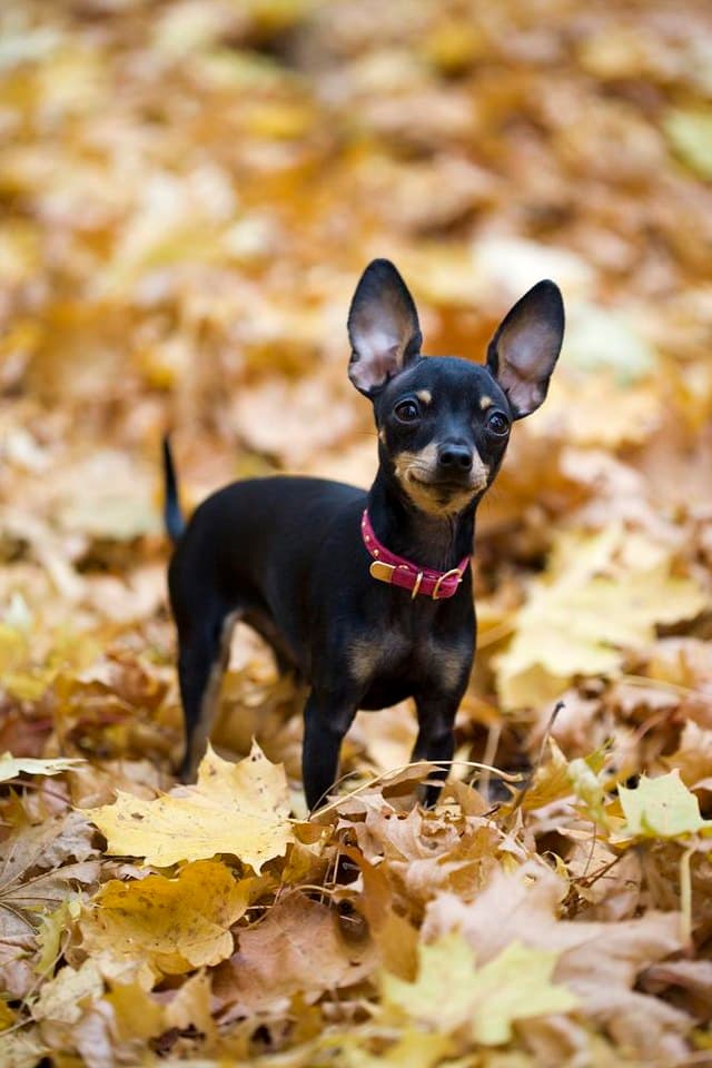 Female Pražský Krysařík