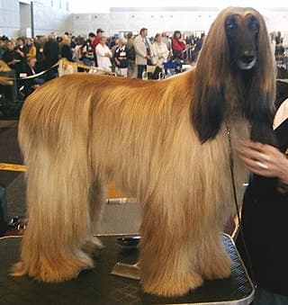 A fully coated Afghan Hound