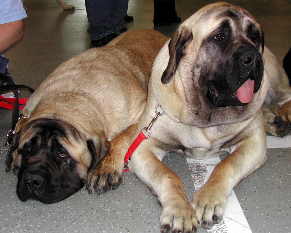 Two Mastiffs: one apricot, one fawn
