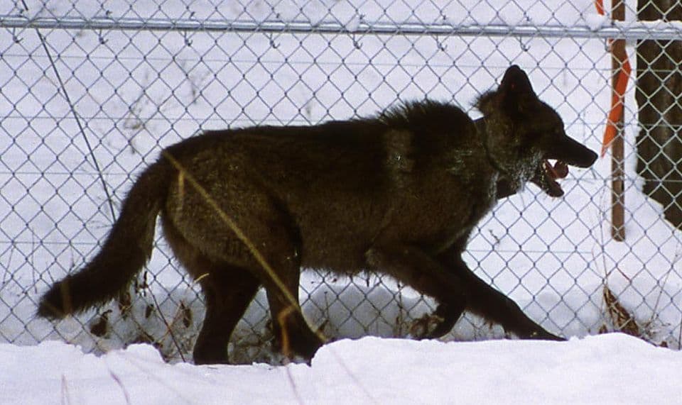Genetic research has shown that wolves with black pelts owe their coloration to a mutation that first arose in domestic dogs.