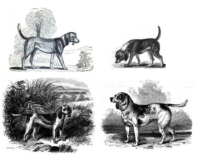 Early images of the Beagle (clockwise from top left): 1833, 1835, Stonehenge's Medium (1859, reusing Youatt's 1852 "Beagle" image) and Dwarf Beagle (1859).