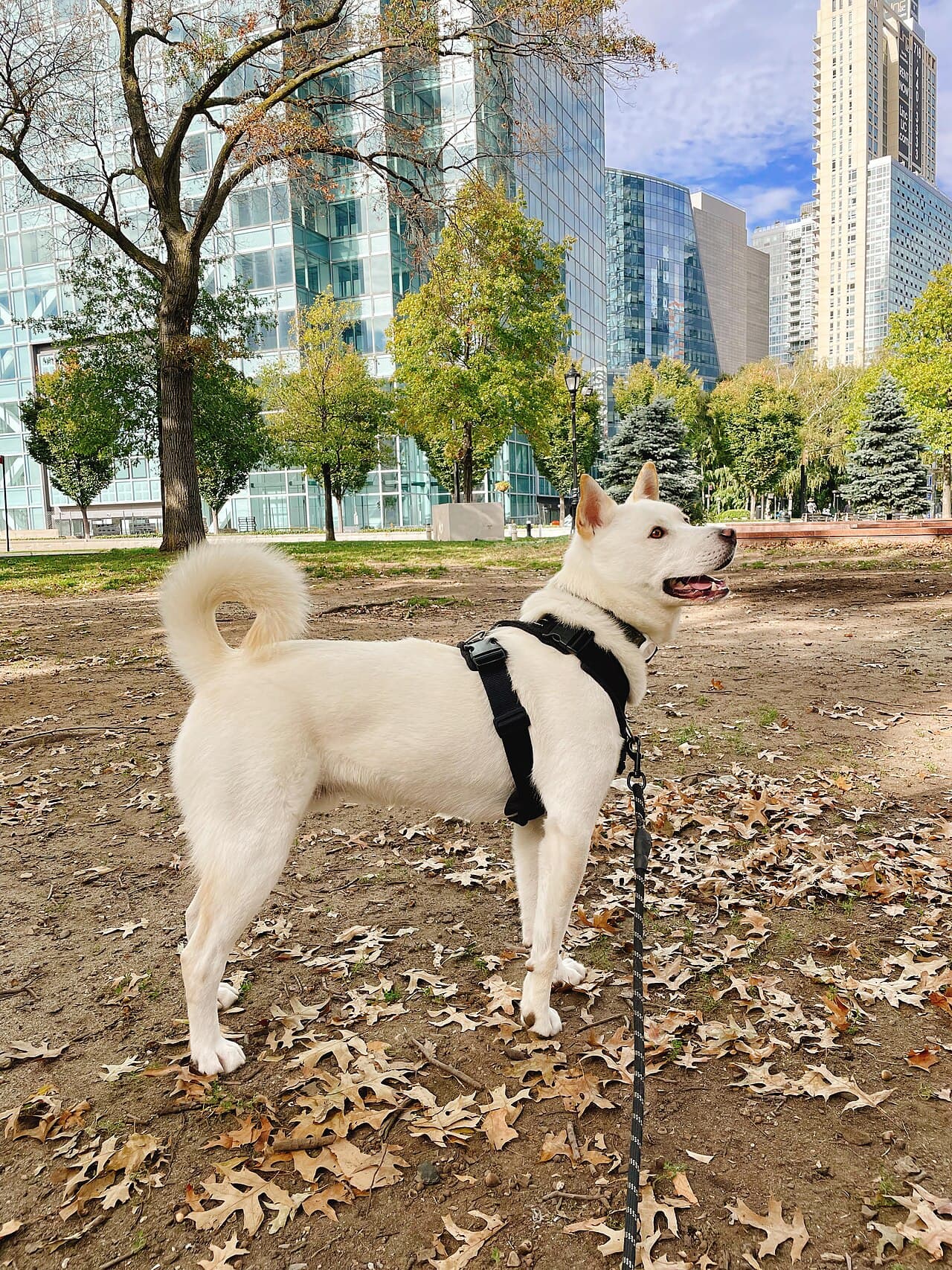white, male Jindo