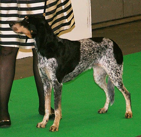 Lucerne Hound