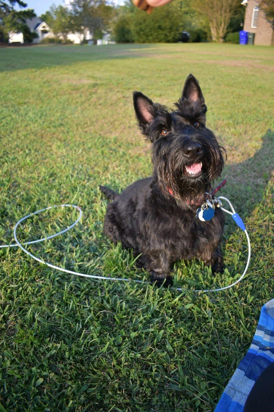 Scottish Terrier