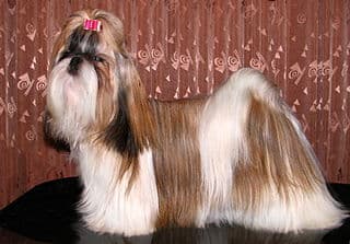 A Tricolor (black, white, brown) Shih Tzu in show coat.