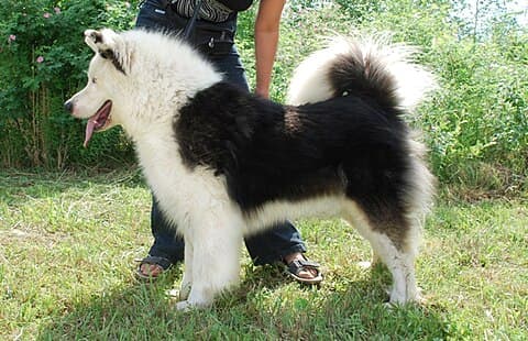 Yakutian Laika, Tugrik