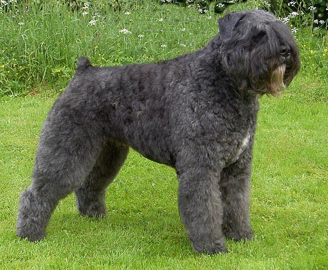 An adult Bouvier des Flandres