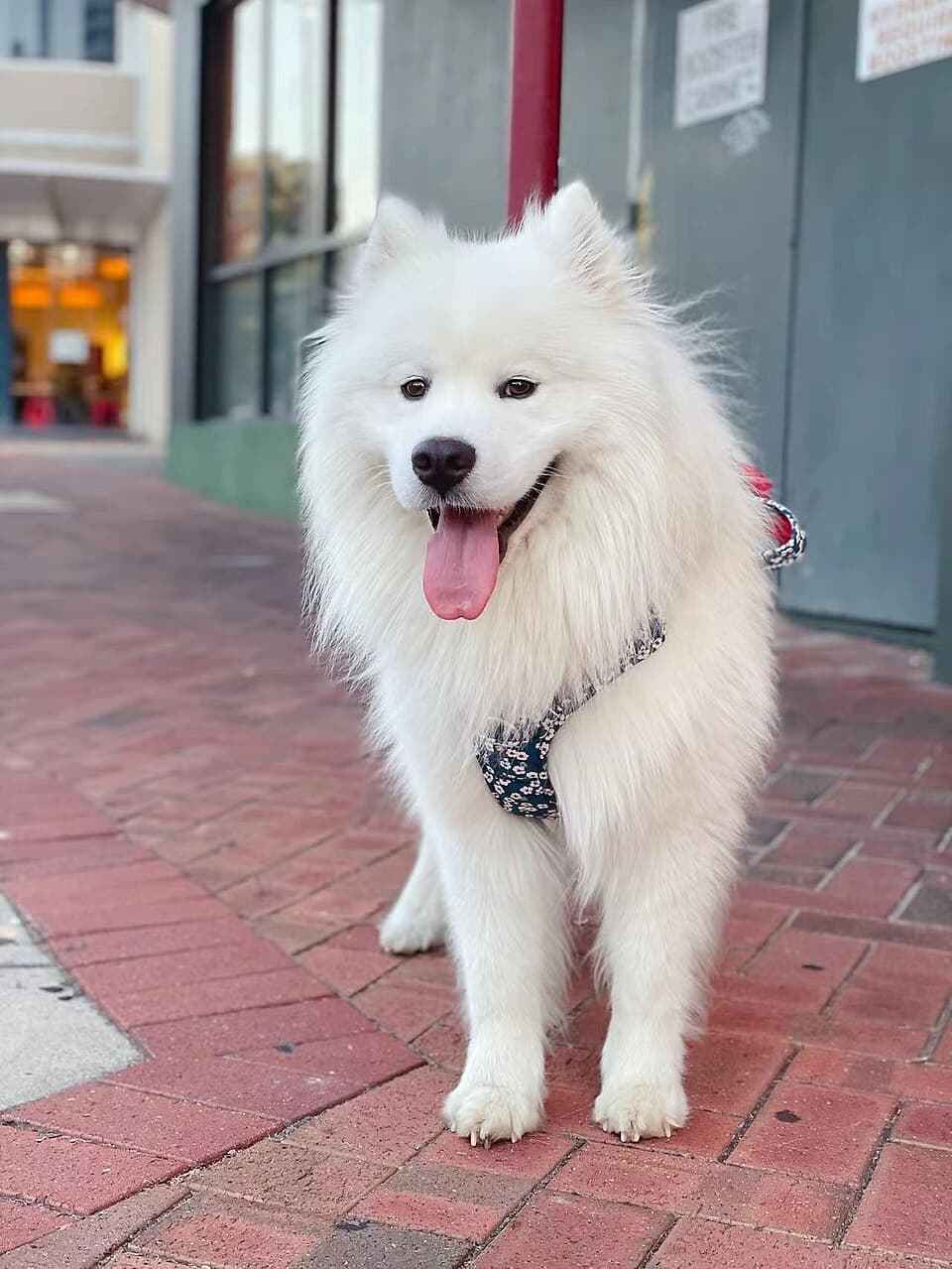 A 2.5-year-old male Samoyed