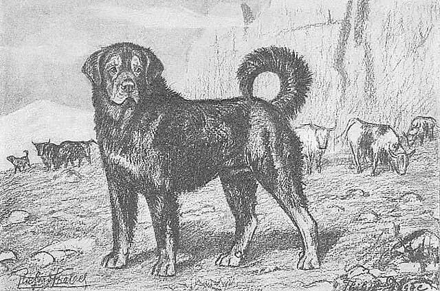 Realistic representation/correction of Tibetan dog in 1904 "The German dogs". Heliogravure, Richard Strbel