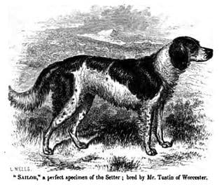 An early setter from around the 1850s.