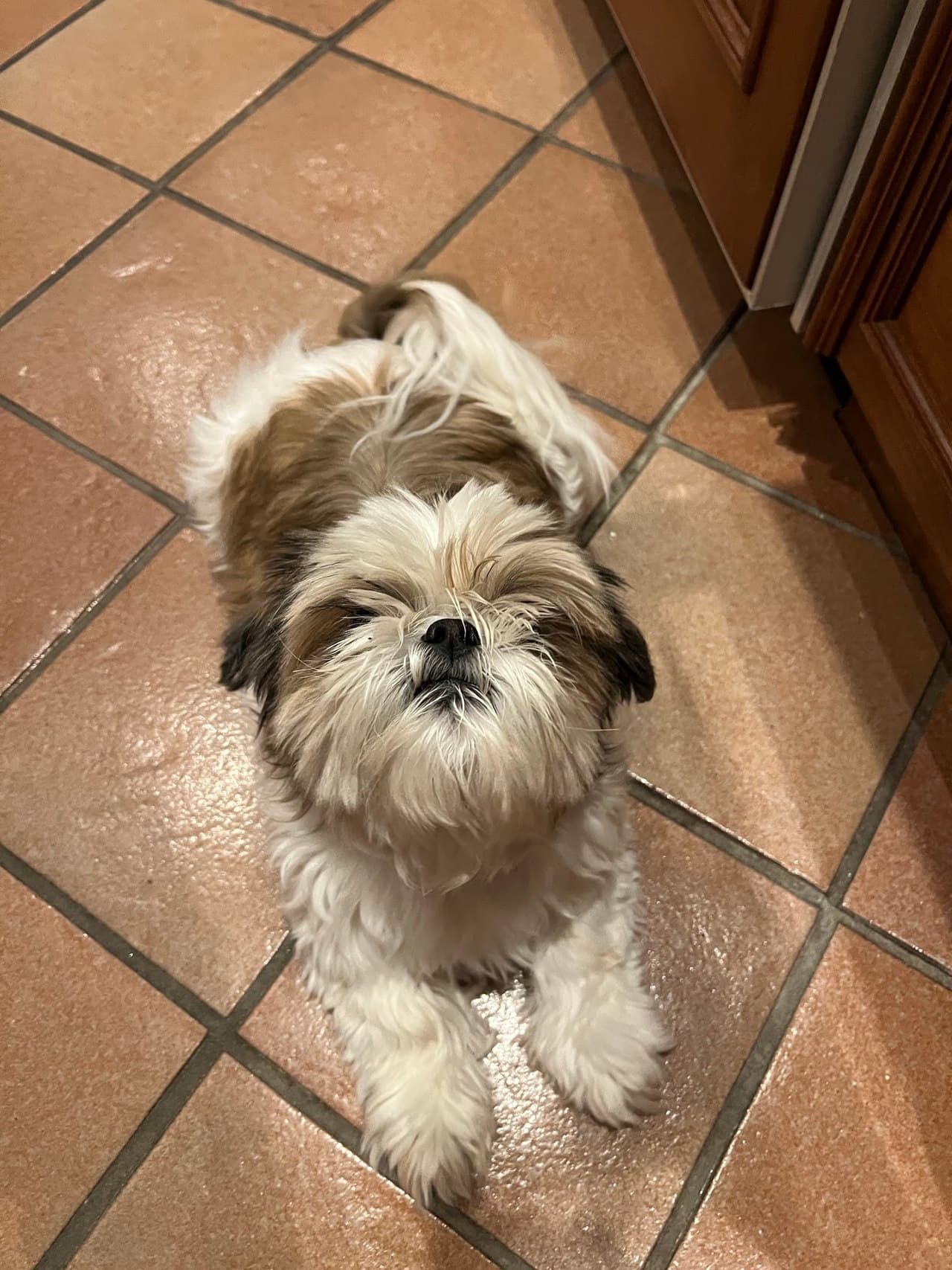 Shih tzu with hair covering eyes.  Untrimmed hair can be an issue.  This is remedied with a top knot or a short puppy cut.