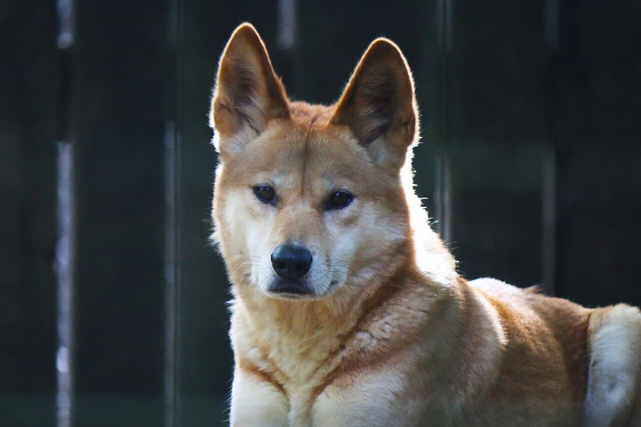 Dingo in a Maryland zoo