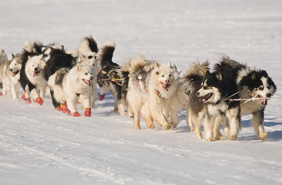 Yakutian Laikas as sled dogs