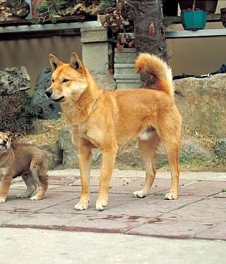 Hwanggu (English: Fawn Jindo)