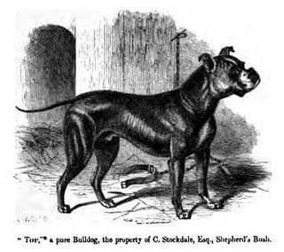 A pure bulldog, 1859