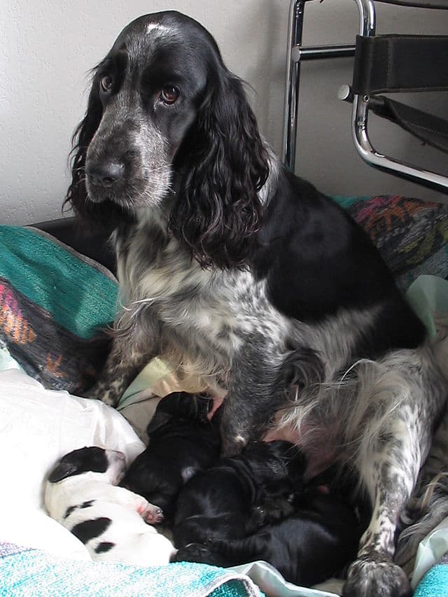 English Cocker with puppies