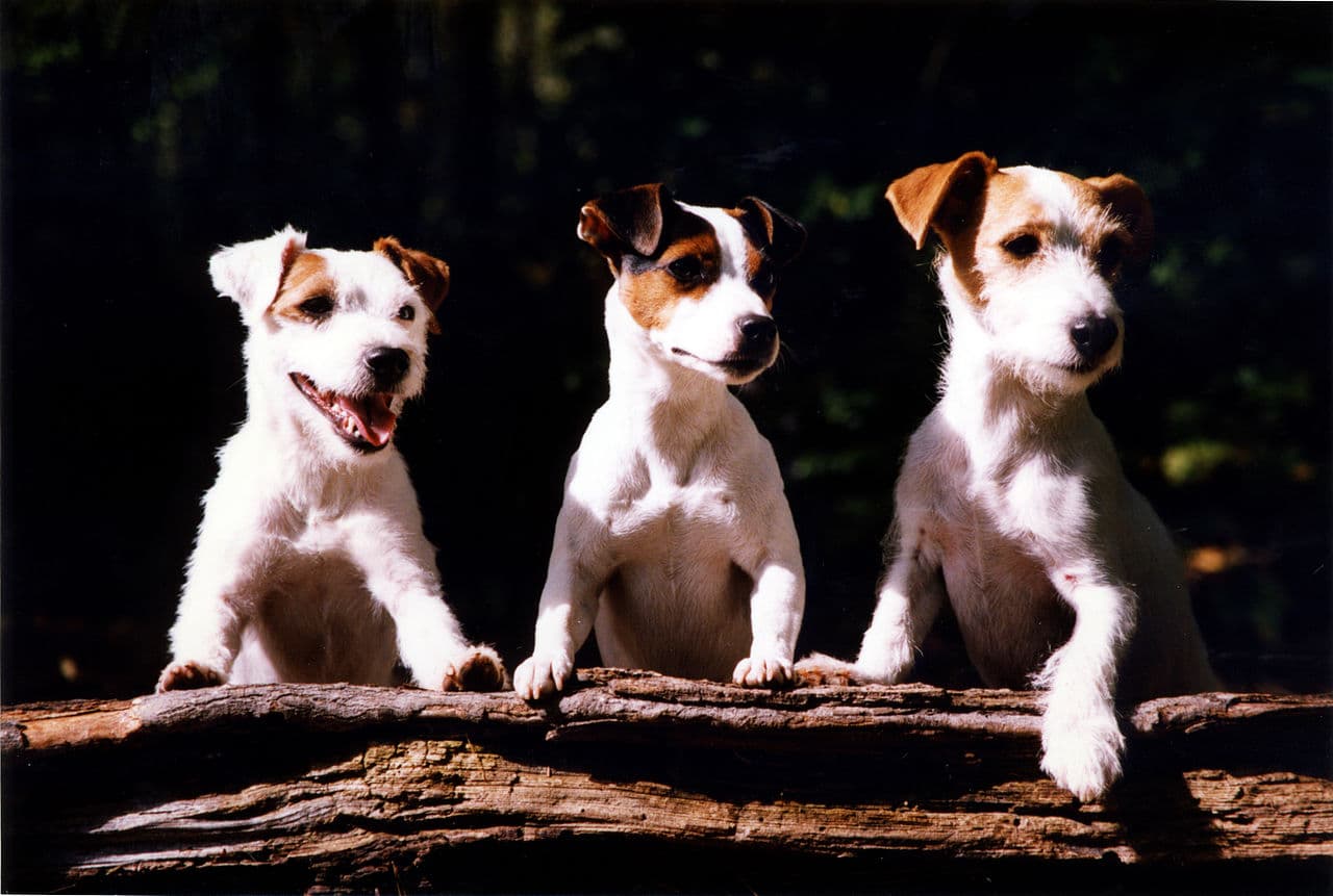 Jack Russell terriers come in a variety of coat types, and with a range of markings