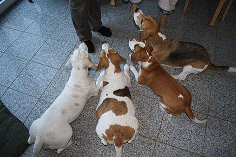 Beagle hound colours: Two-coloured "tan and white" (older female with fading colour), tricoloured broken, two-coloured "red and white", "tricoloured"