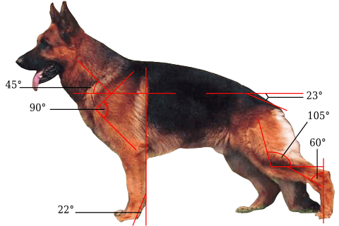 A common breed club's goal for German Shepherd body conformity, criticised by the UK Kennel Club