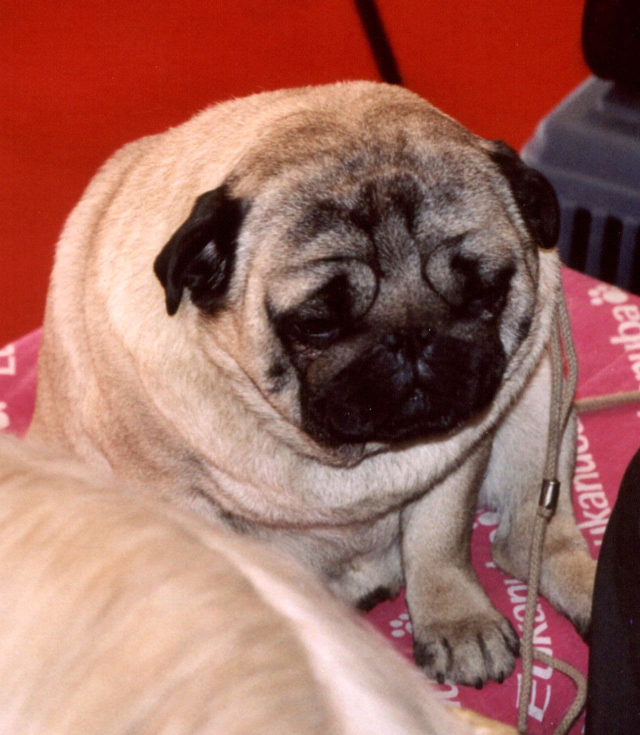 An overweight Pug