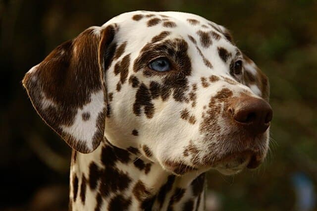 Blue and brown-eyed Dalmatian