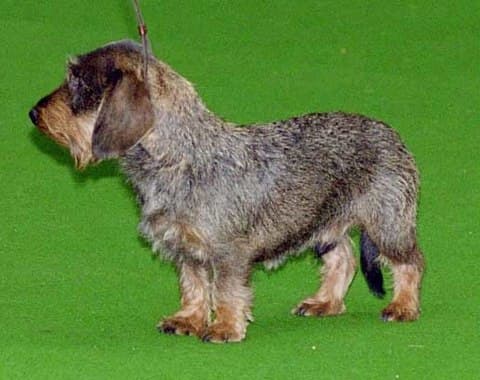 A wire-haired dachshund