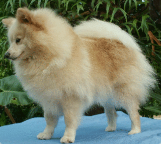 German Spitz
