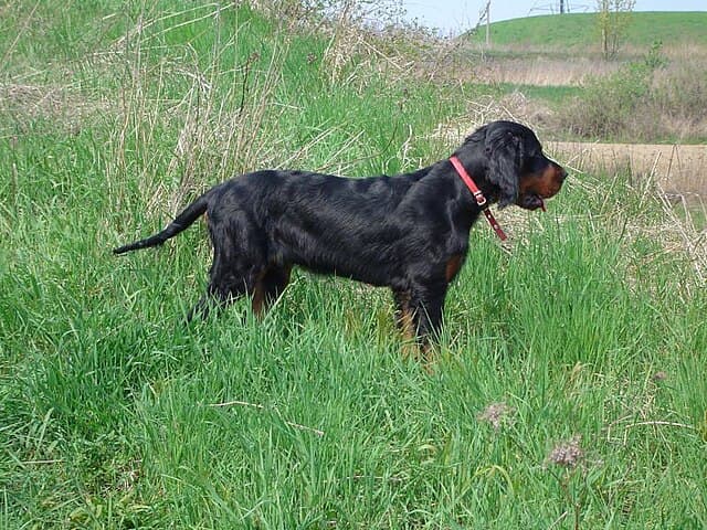 Gordon Setter puppy