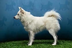 Danish Spitz