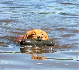 A Toller retrieving