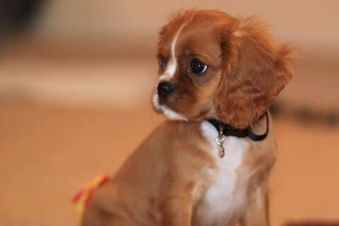 Ruby Cavalier King Charles Spaniel puppy