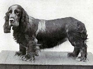 Ch. Clareholm Dora, Best Champion at Crufts in 1909.