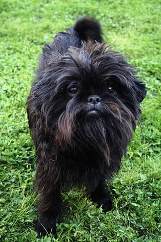 Affenpinscher portrait