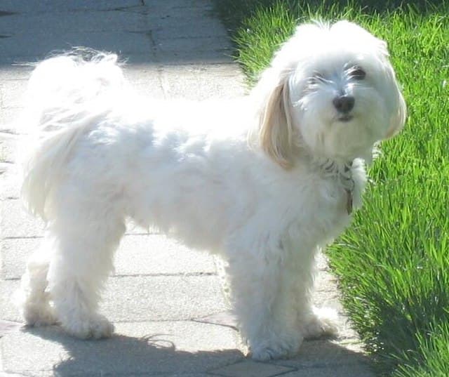 Havanese in the "Puppy Cut" which is favored by some non-show dog owners