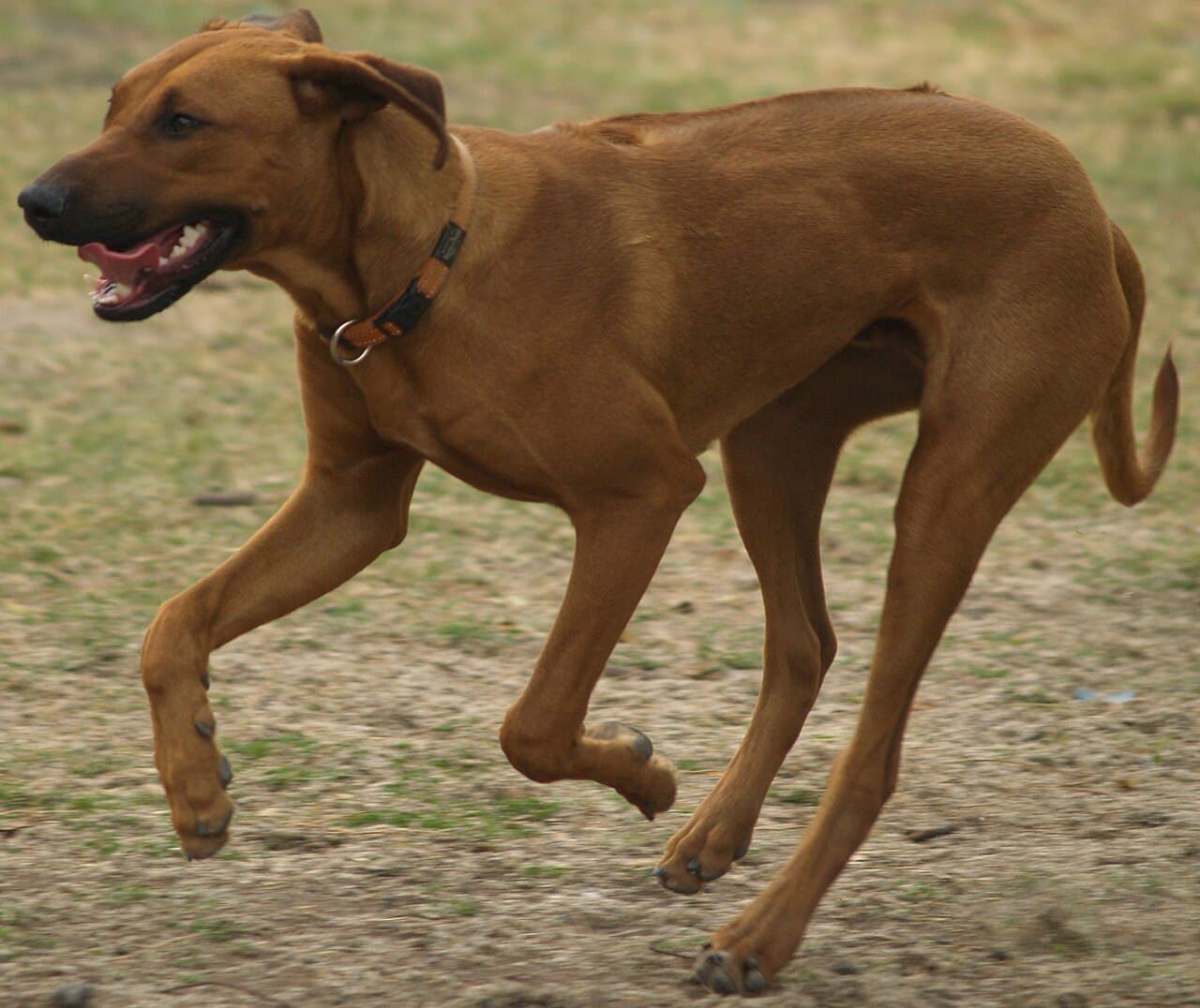 Rhodesian Ridgeback running