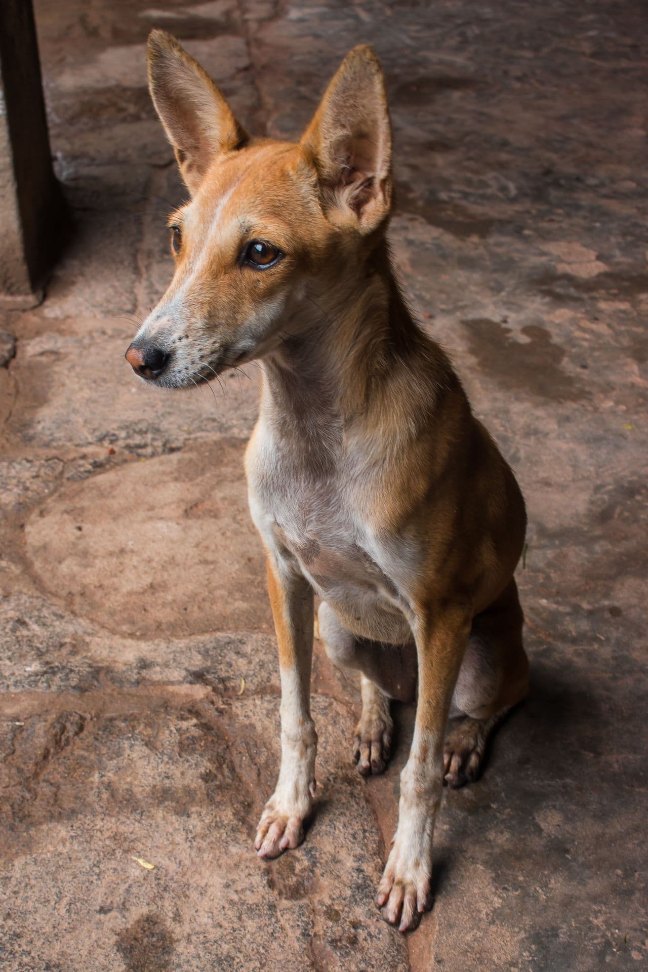 Indian pye-dogs have been used as guard dogs for centuries