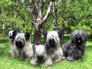 Skye Terriers