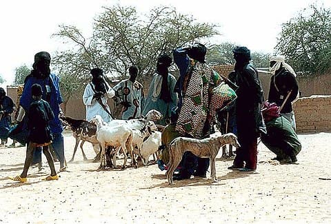 Azawakh among the Tuareg