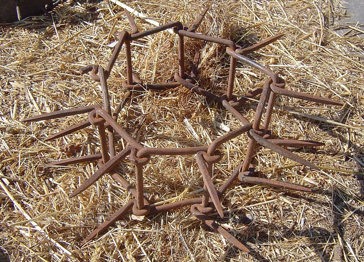 Maremmano-Abruzzese Sheepdog