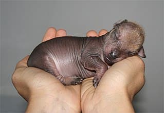 A newborn Xoloitzcuintle